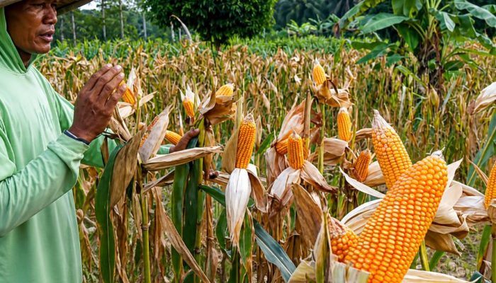 Jagung Tiba-Tiba Mahal! Petani di OKU Selatan Langsung Sumringah, Tapi Kenapa Ada Petani Jual Murah?