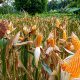 Petani jagung di OKU Selatan memanen dan menjemur jagung di tengah kenaikan harga jagung hingga Rp6100 per kg